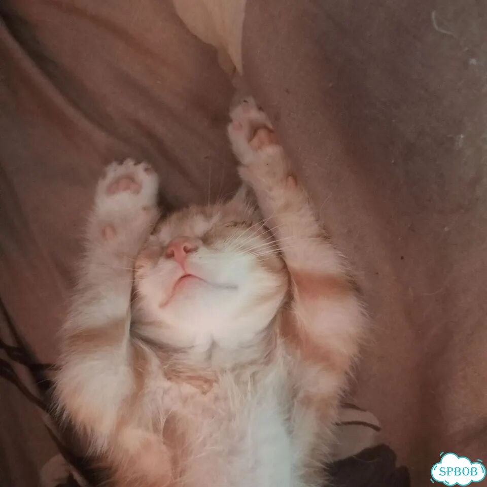 Котёнок от частного владельца фото 1