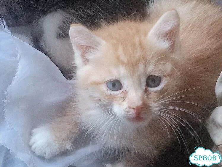 Котёнок от частного владельца фото 3