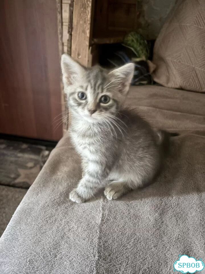 Котёнок в добрые руки фото 1