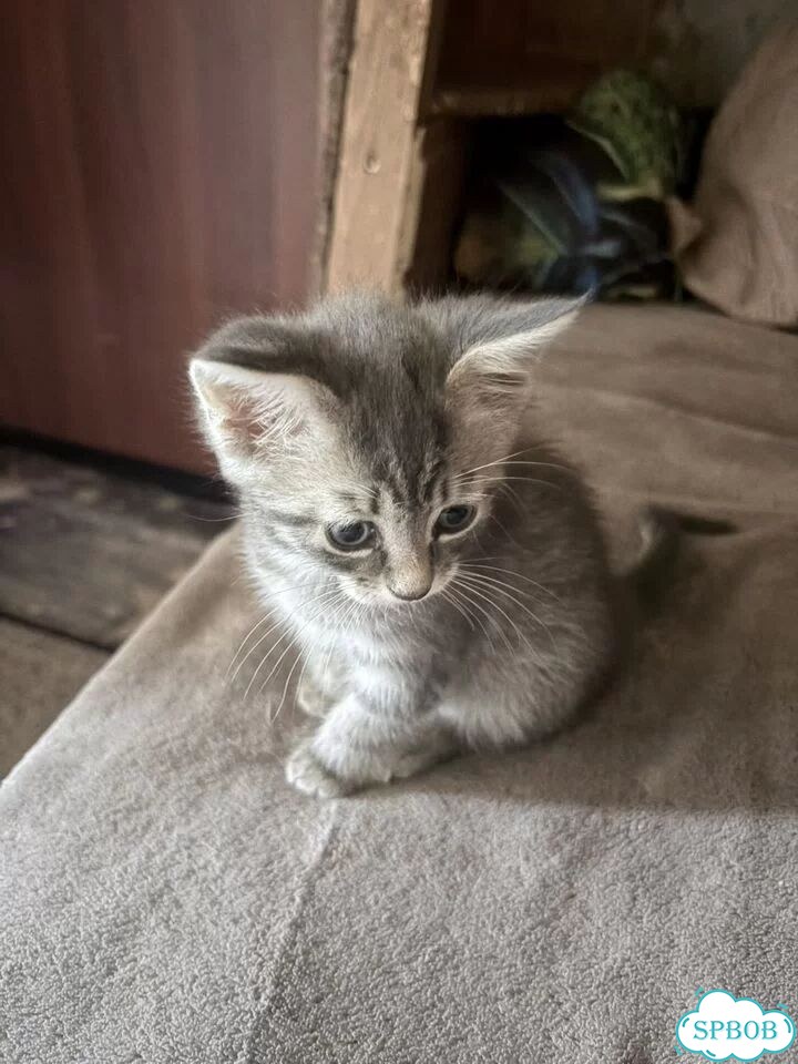 Котёнок в добрые руки фото 2