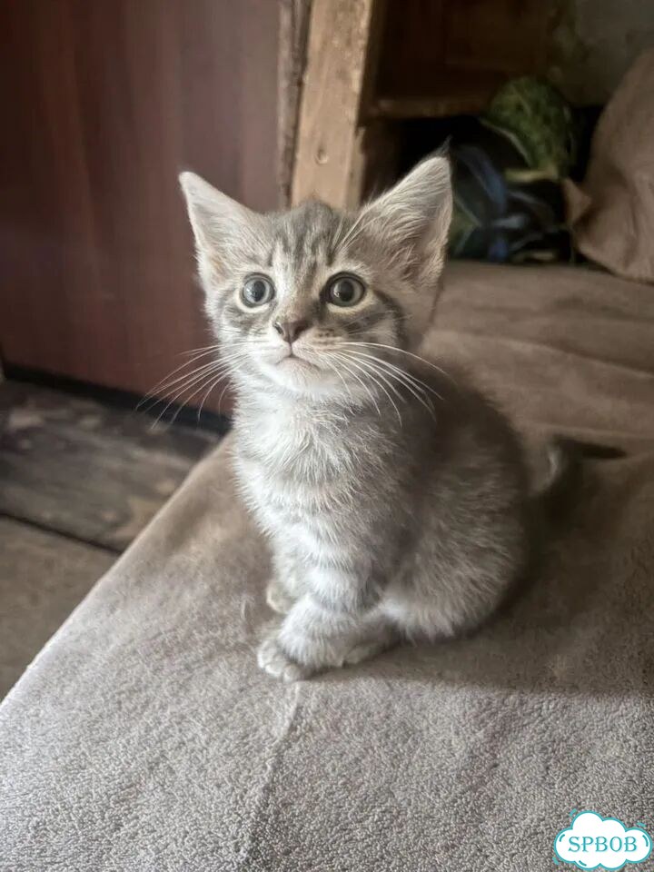 Котёнок в добрые руки фото 3