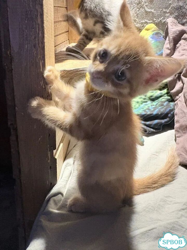 Котёнок в добрые руки фото 4