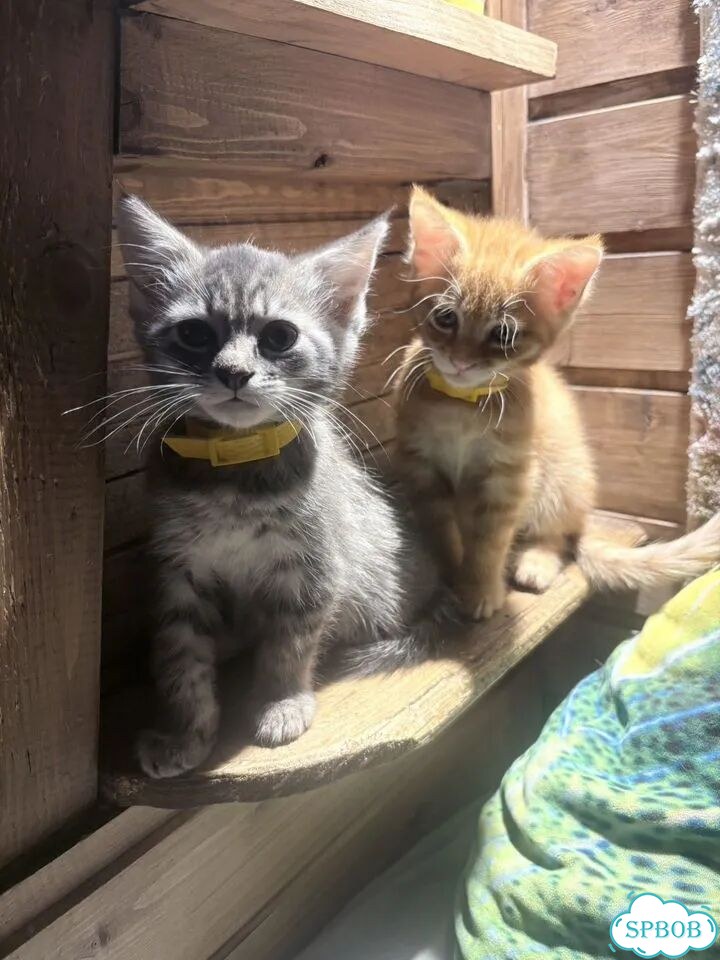 Котёнок в добрые руки фото 5