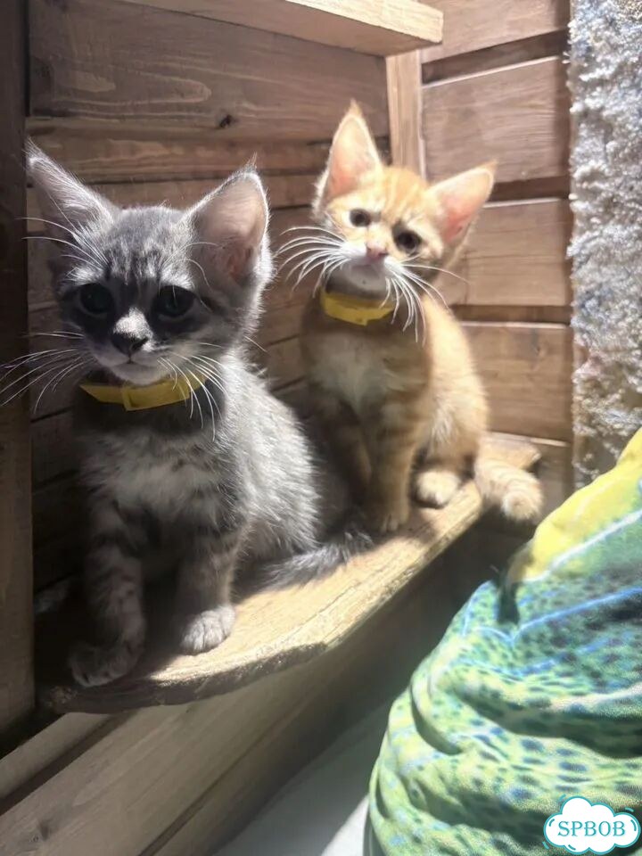 Котёнок в добрые руки фото 6