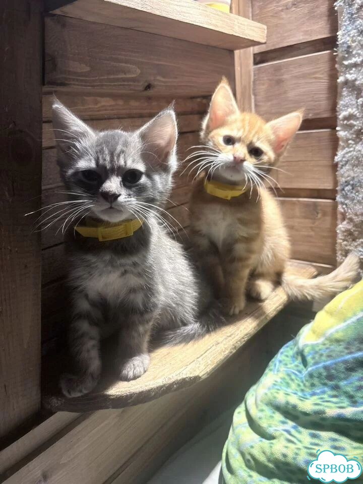 Котёнок в добрые руки фото 7