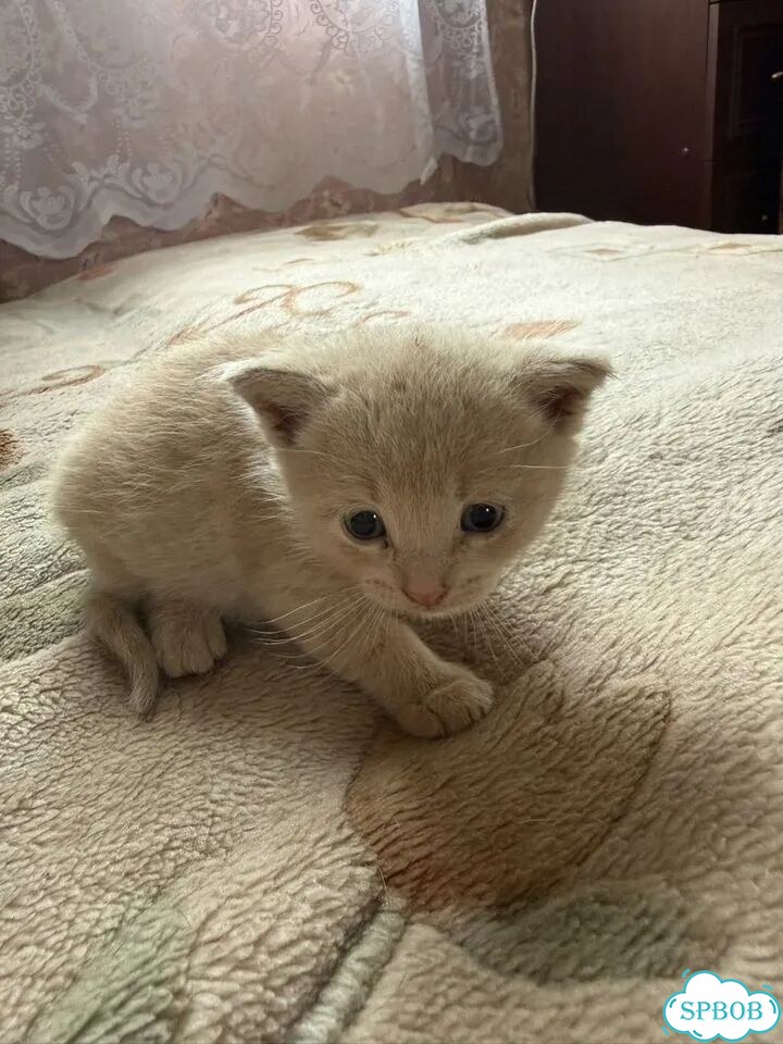 Котёнок в добрые руки фото 1