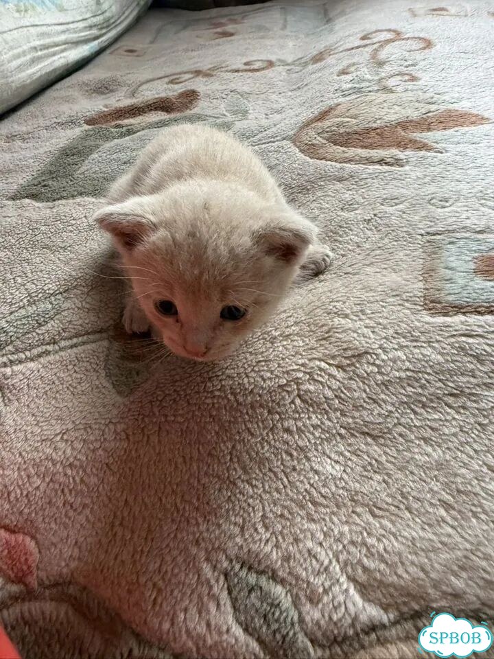 Котёнок в добрые руки фото 2