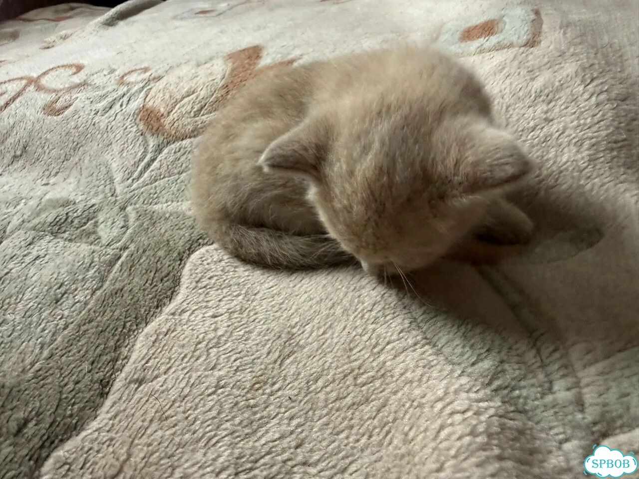 Котёнок в добрые руки фото 3