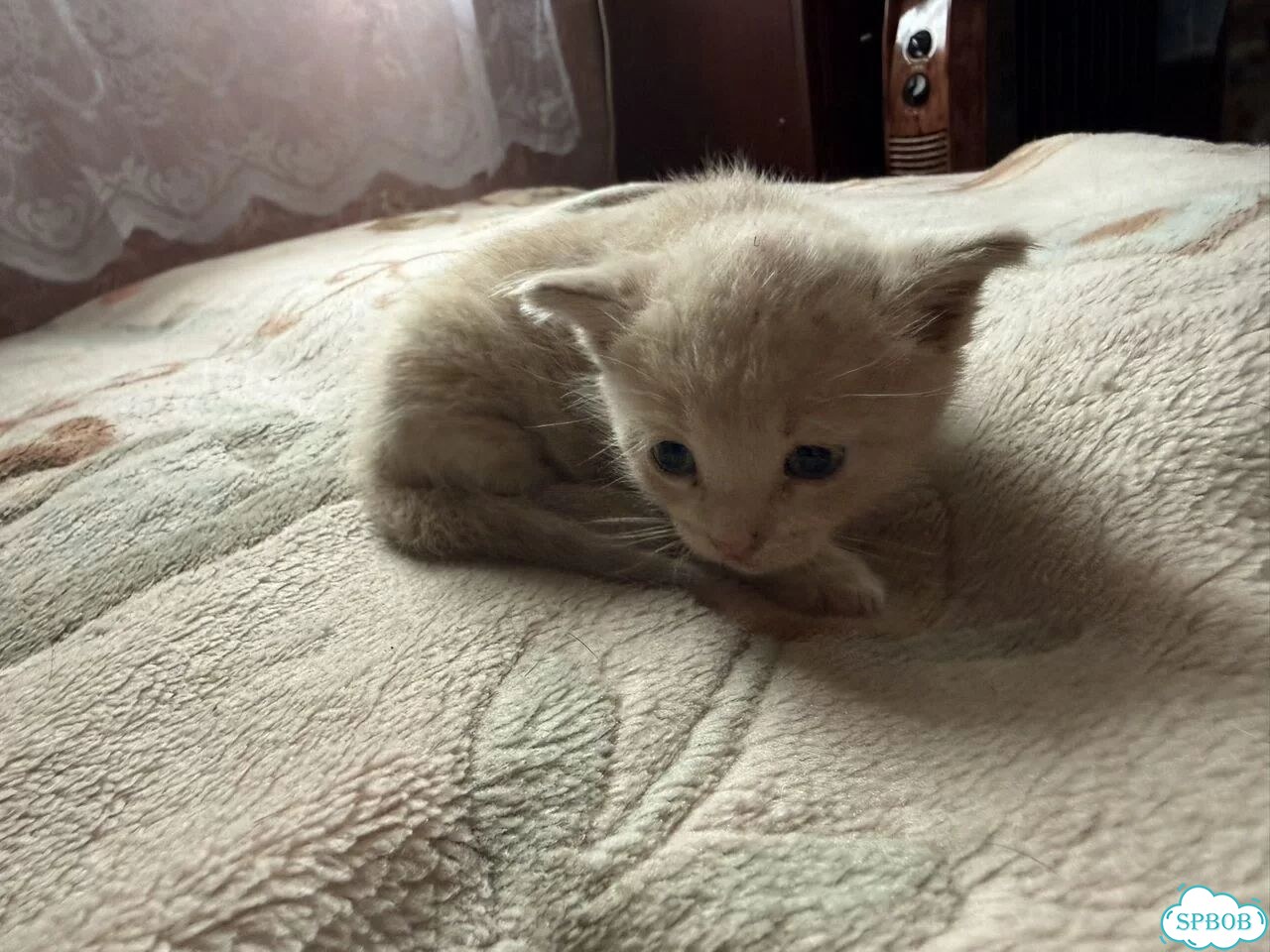 Котёнок в добрые руки фото 4