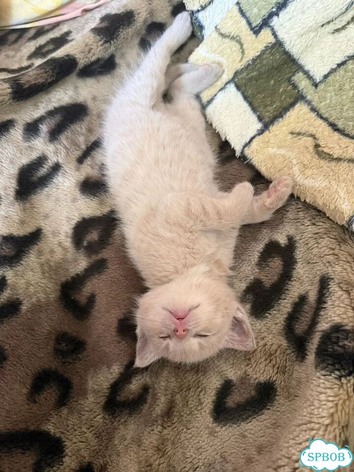 Котёнок в добрые руки фото 5