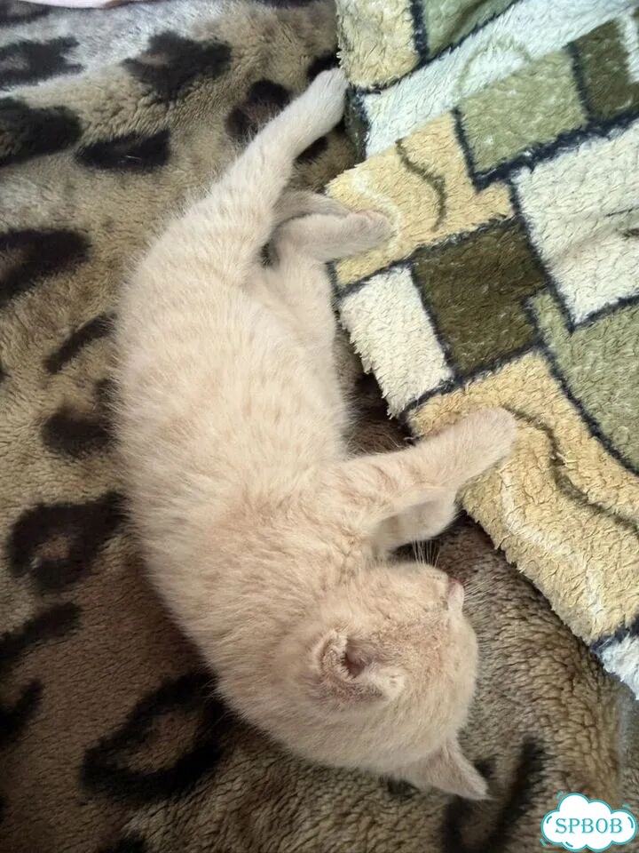 Котёнок в добрые руки фото 6