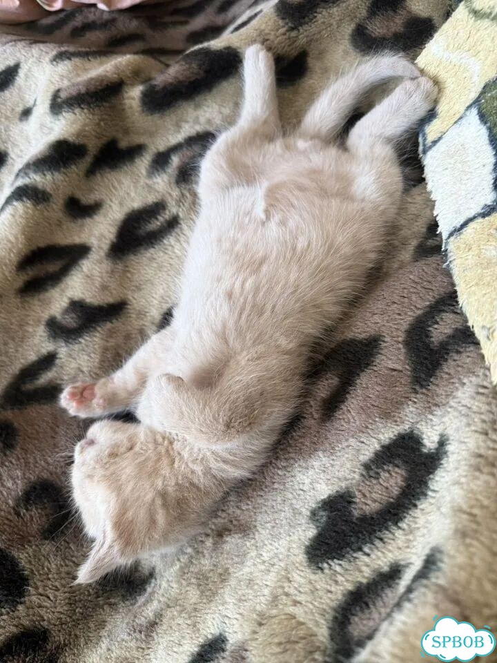 Котёнок в добрые руки фото 7