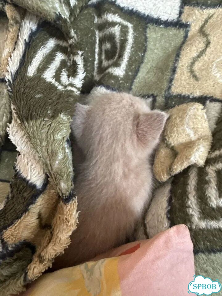 Котёнок в добрые руки фото 8