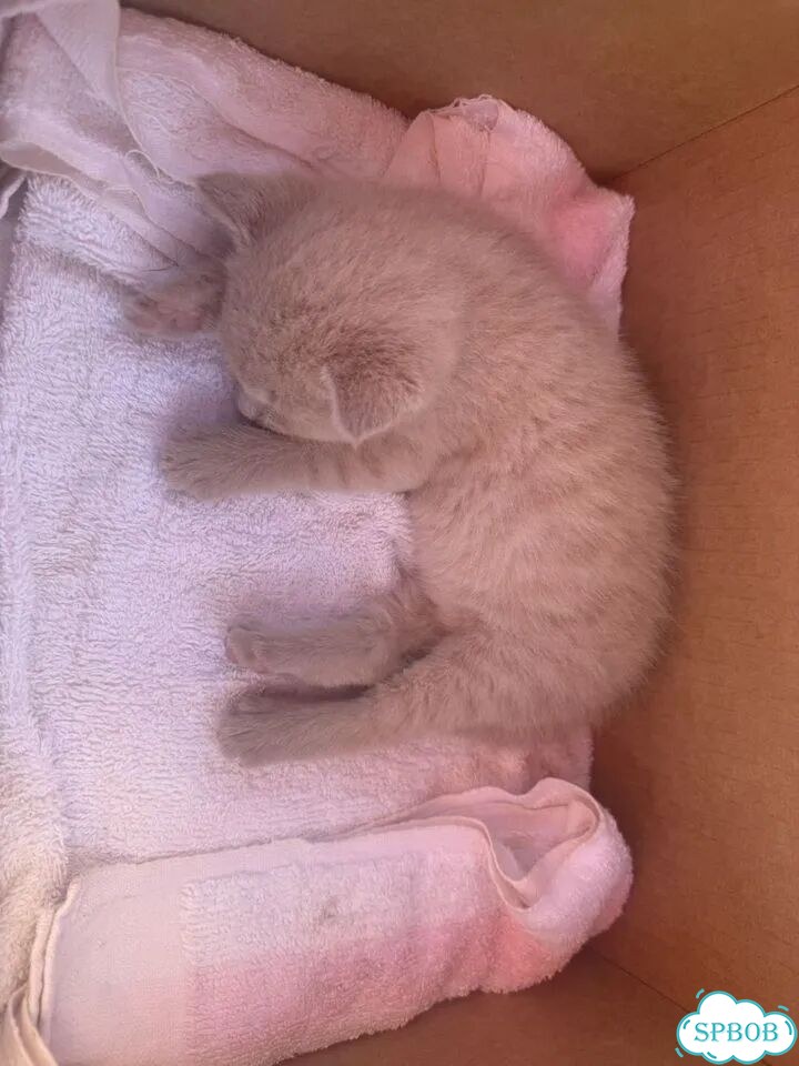 Котёнок в добрые руки фото 9
