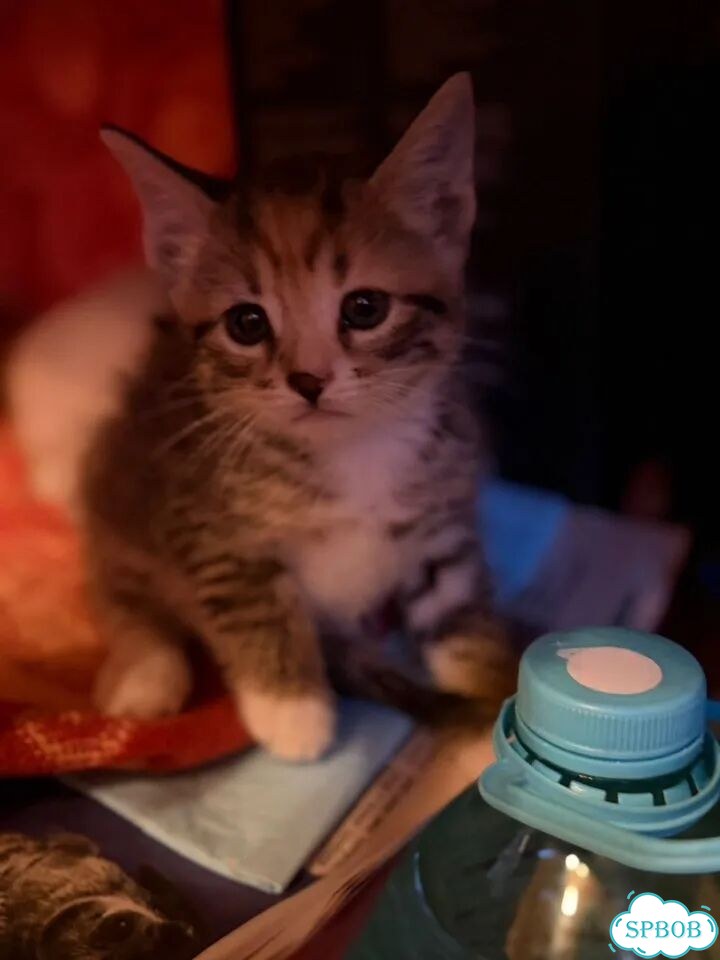 Котёнок в добрые руки фото 1