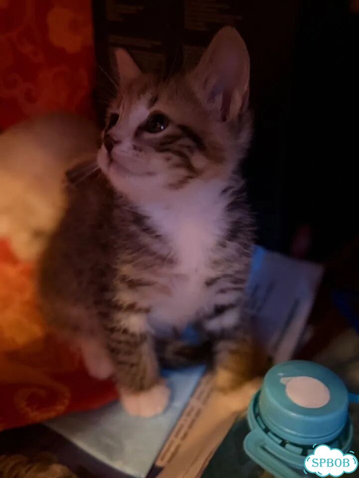 Котёнок в добрые руки фото 2