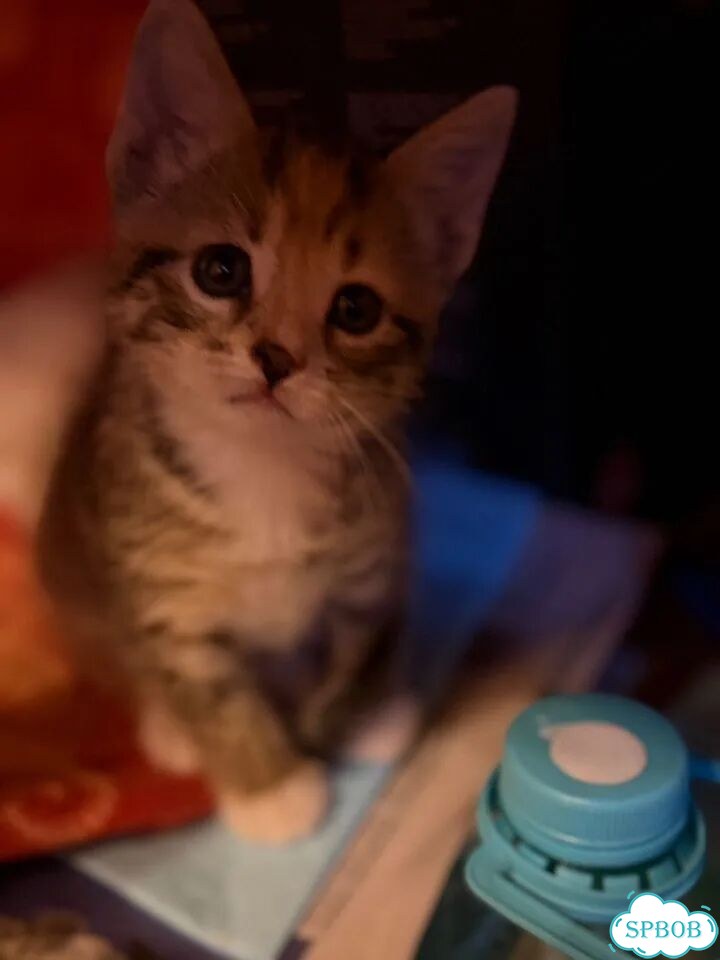 Котёнок в добрые руки фото 3