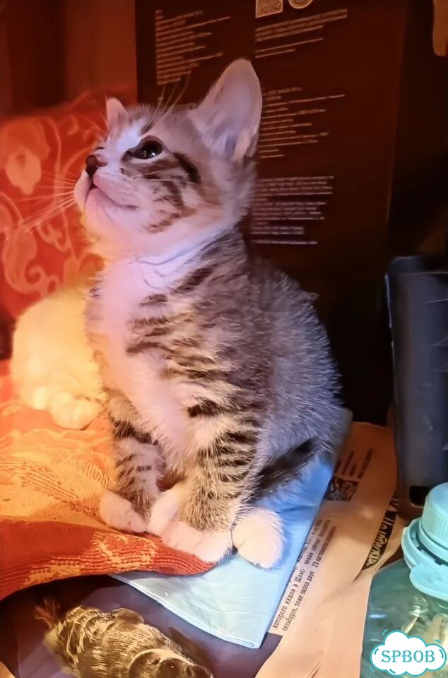 Котёнок в добрые руки фото 4