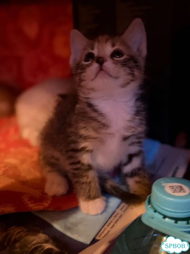 Котёнок в добрые руки фото 5