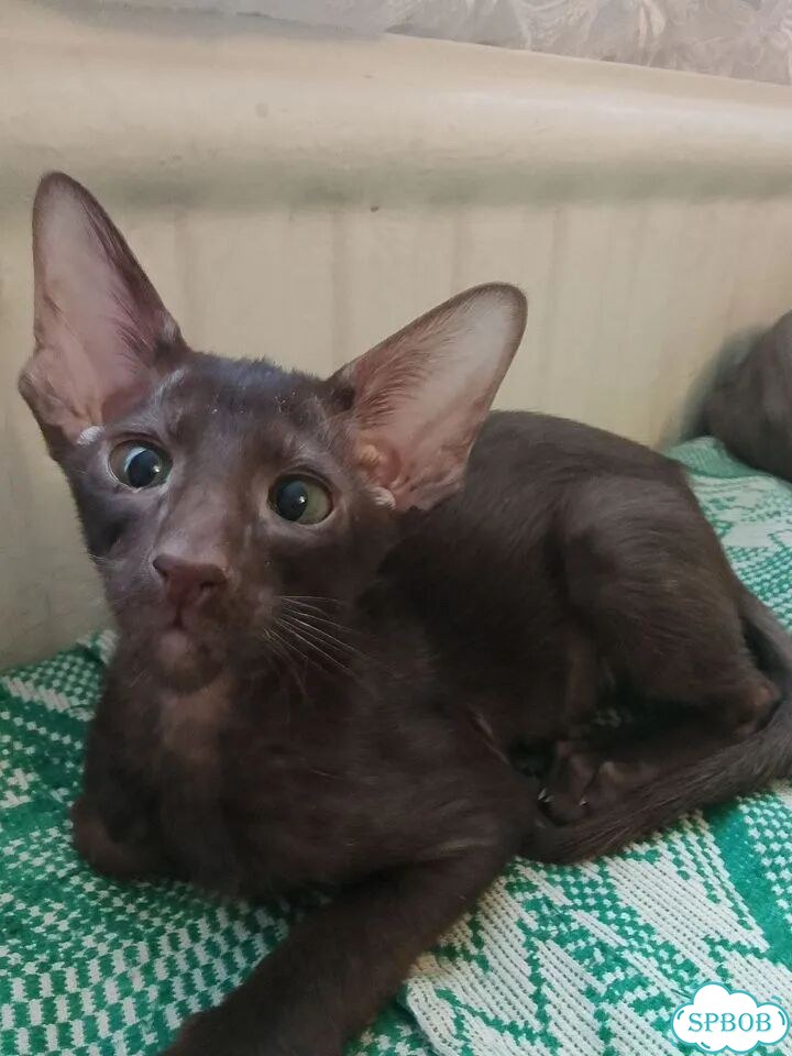 Ориентальный котёнок фото 1
