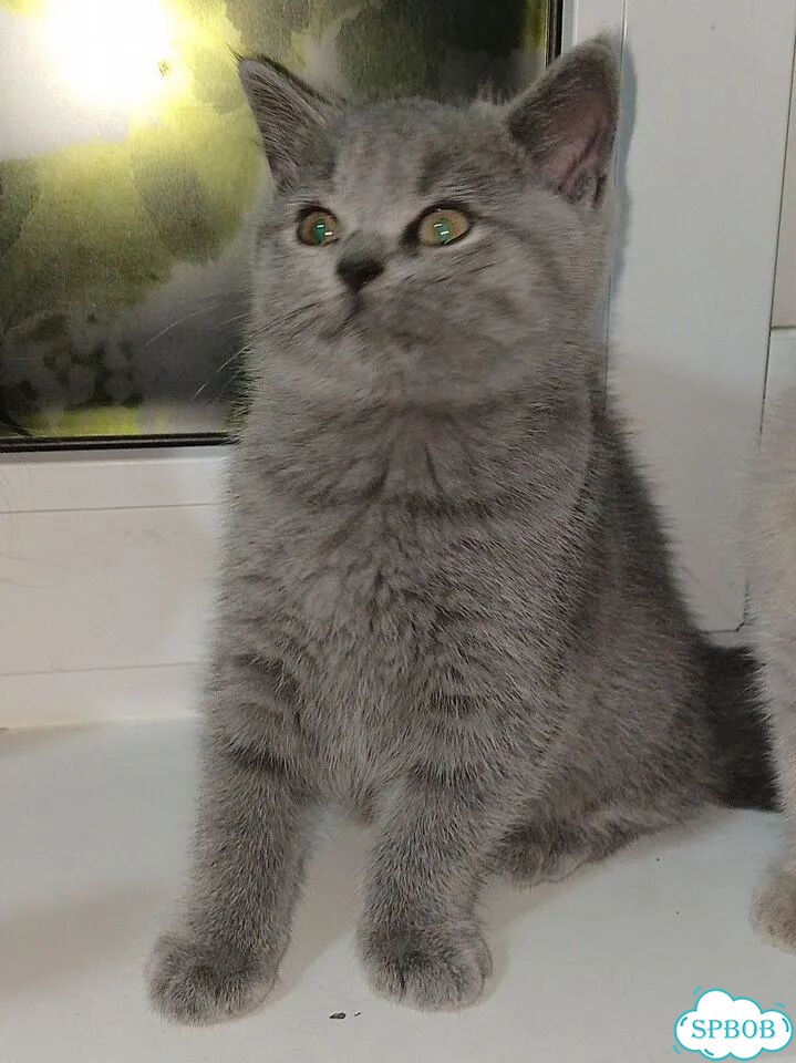 Шотландский вислоухий короткошёрстный котёнок фото 1