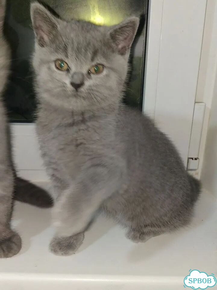 Шотландский вислоухий короткошёрстный котёнок фото 2