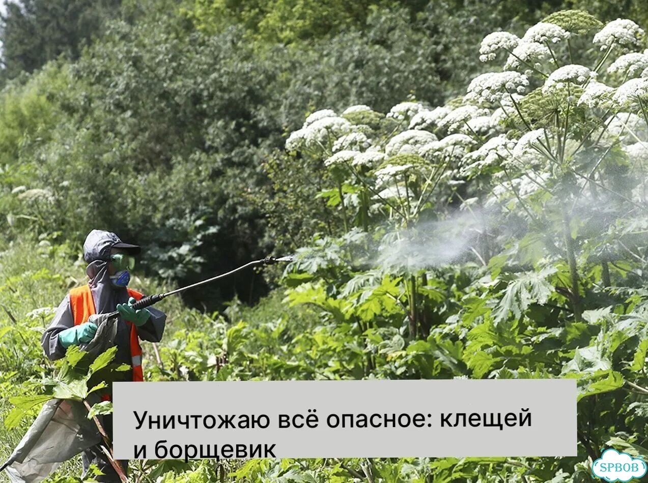 Обработка от клещей, комаров, муравьев Дезинсекция фото 4