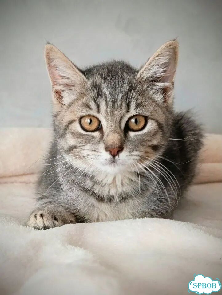 Котёнок в добрые руки фото 1