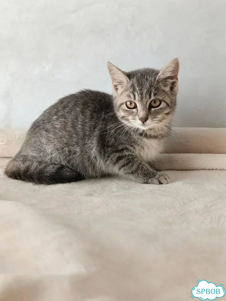 Котёнок в добрые руки фото 2
