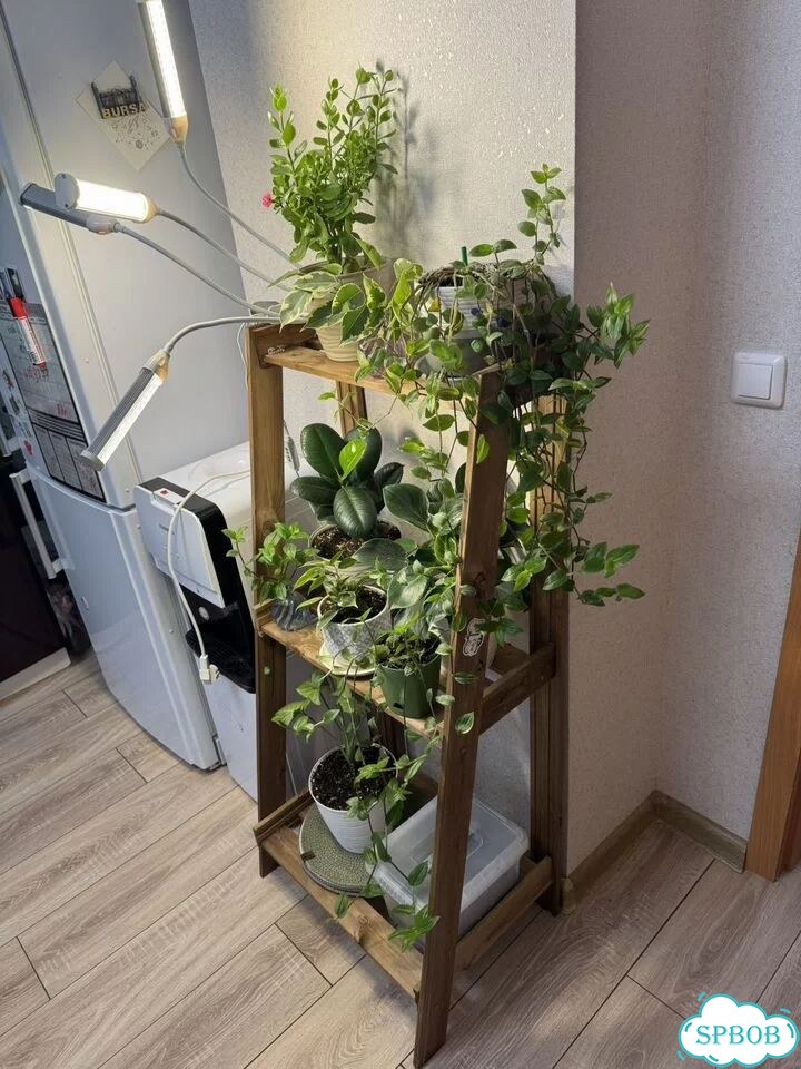 Комнатные растения цветы фото 1