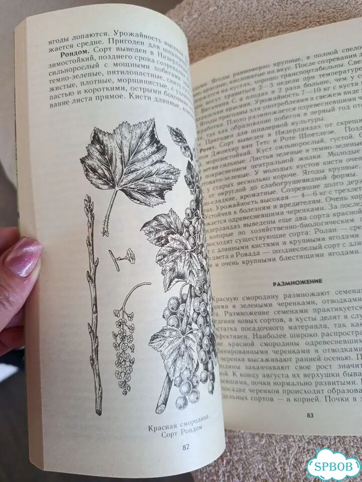 Книга Глебова. Ягодный сад фото 5