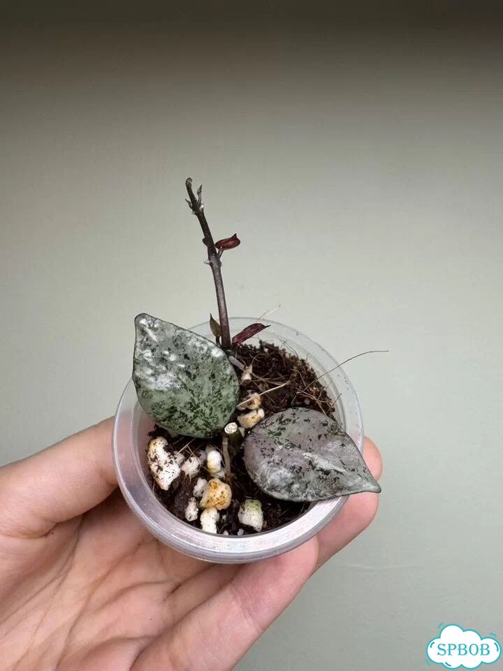 Хойя lacunosa black silver фото 1