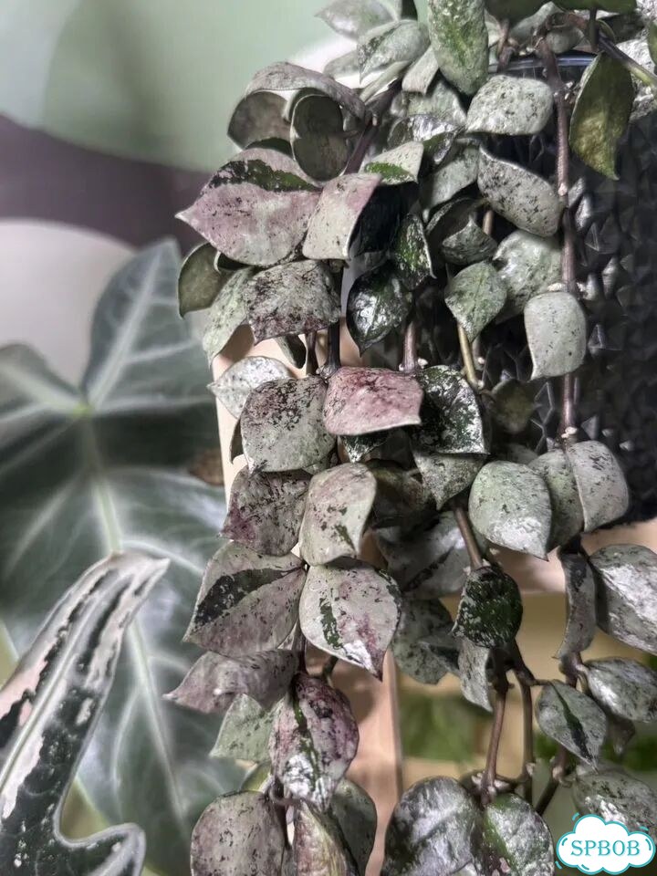 Хойя lacunosa black silver фото 2