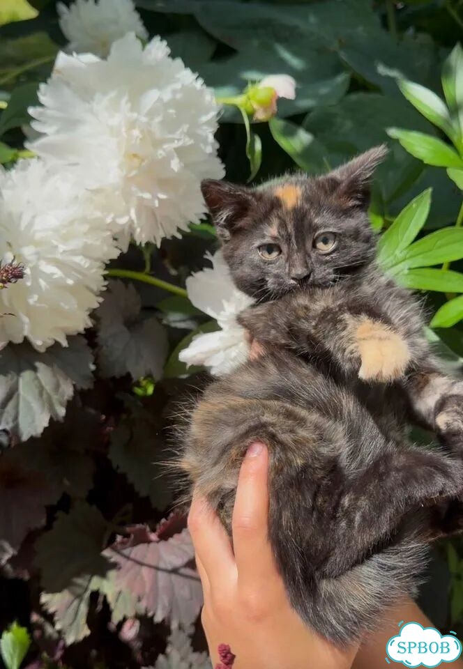 Котёнок в добрые руки фото 1