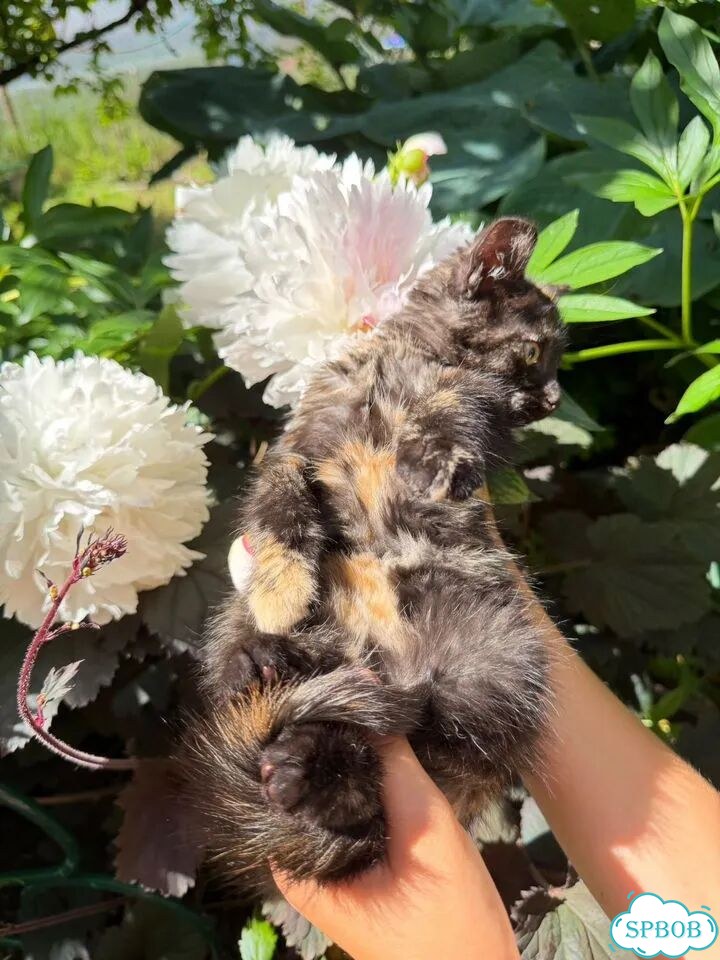 Котёнок в добрые руки фото 3