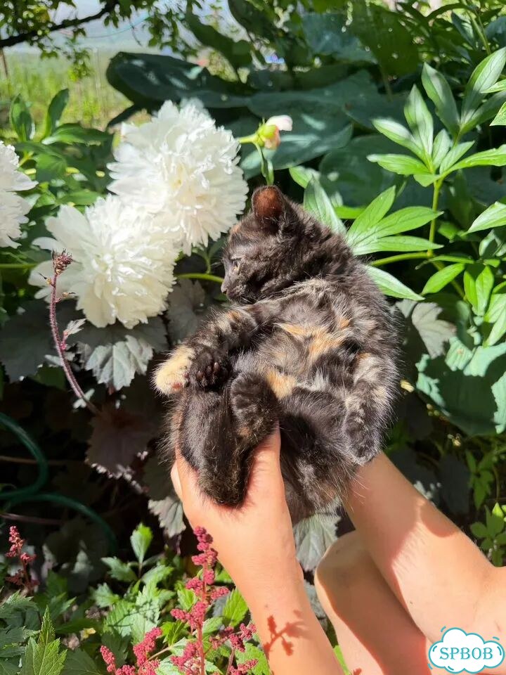 Котёнок в добрые руки фото 4