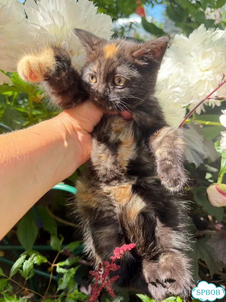 Котёнок в добрые руки фото 5