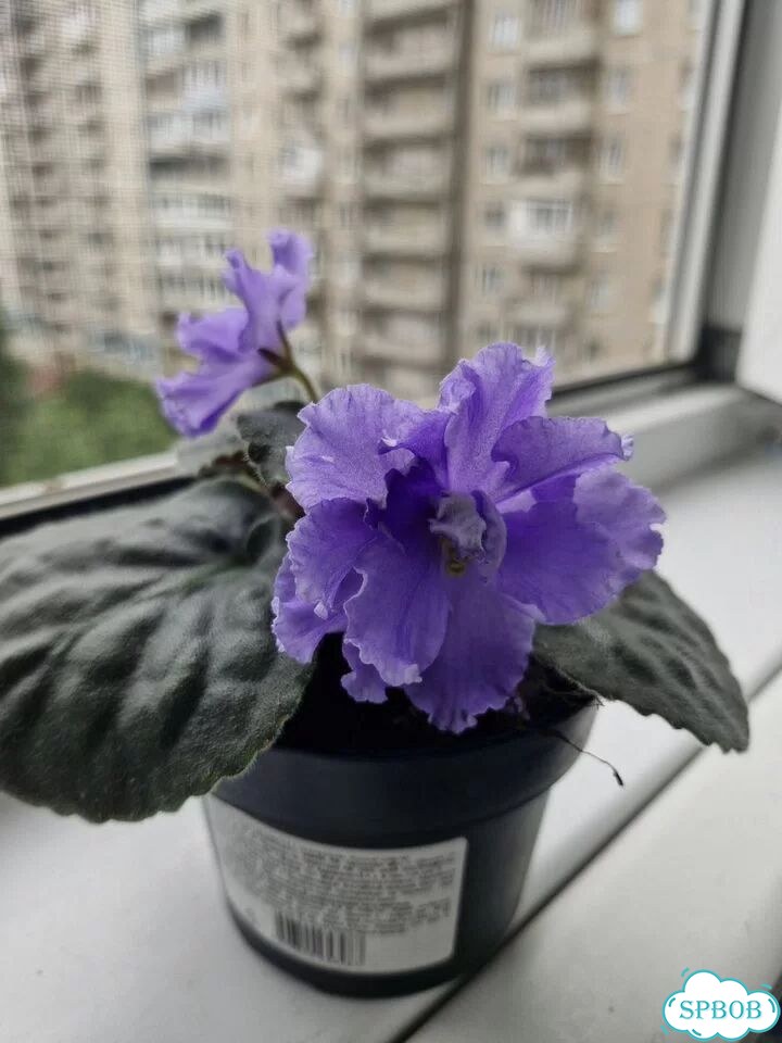 Цветущие фиалки фото 1