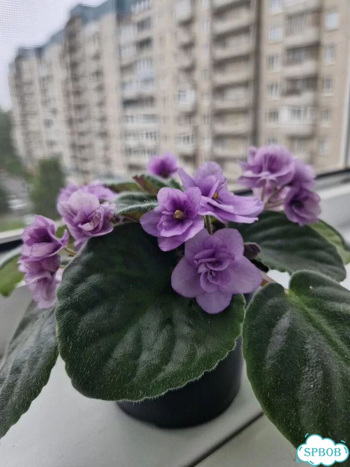 Цветущие фиалки фото 2