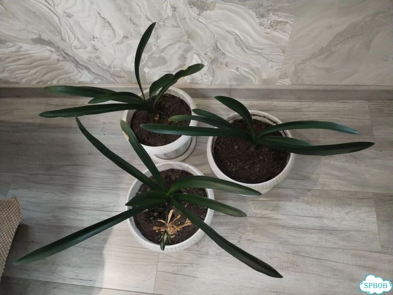 Комнатные цветы кливия фото 7