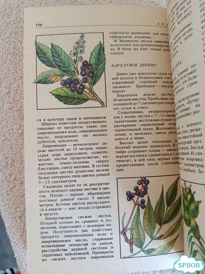 Зуев Дары русского леса. Книга про грибы фото 9