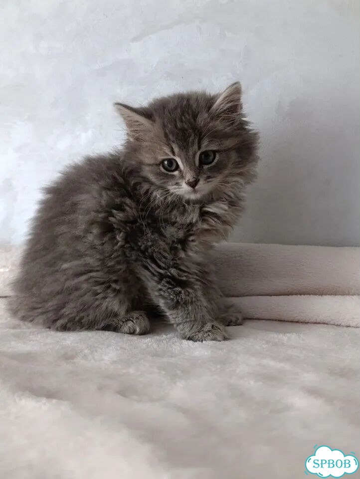 Котёнок в добрые руки фото 1