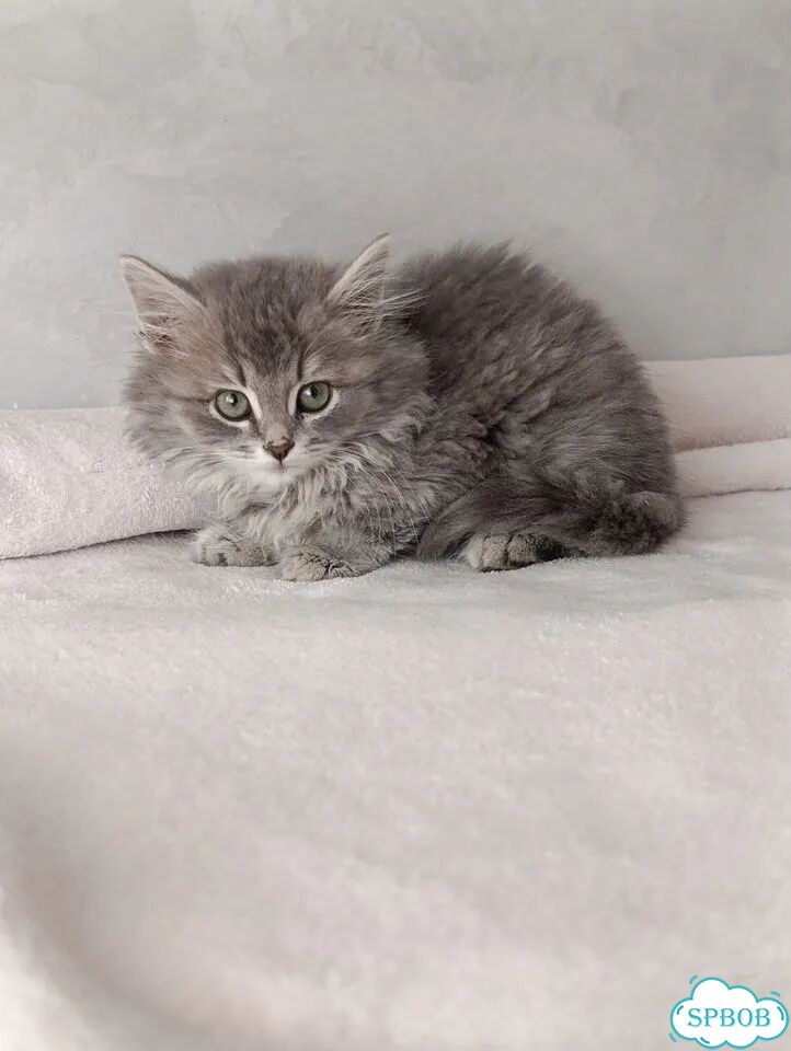 Котёнок в добрые руки фото 2