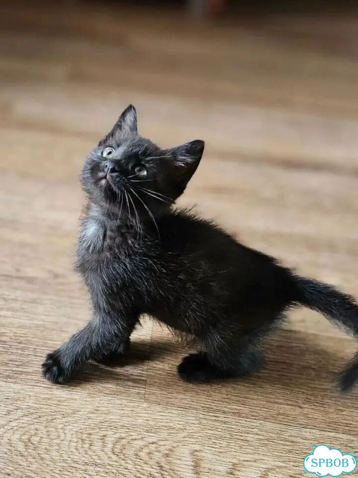 Котёнок в добрые руки фото 1