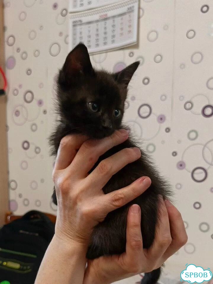 Котёнок в добрые руки фото 2
