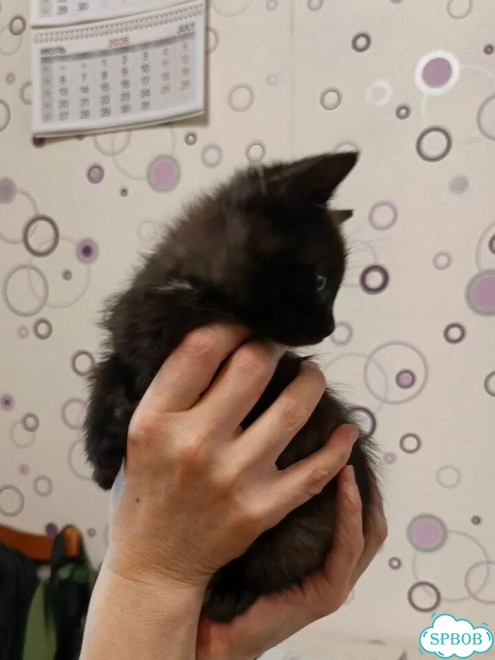Котёнок в добрые руки фото 3