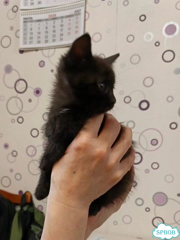 Котёнок в добрые руки фото 4