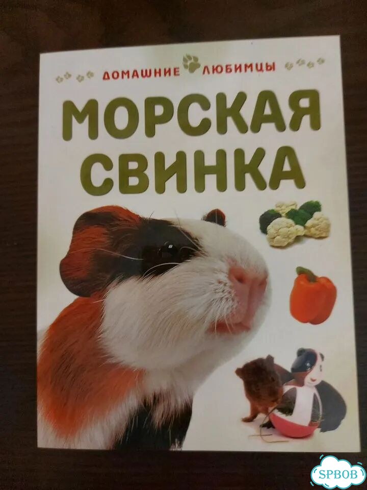 Книжка о морской свинке фото 1