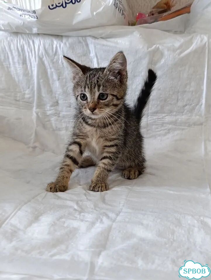 Котёнок в добрые руки фото 1