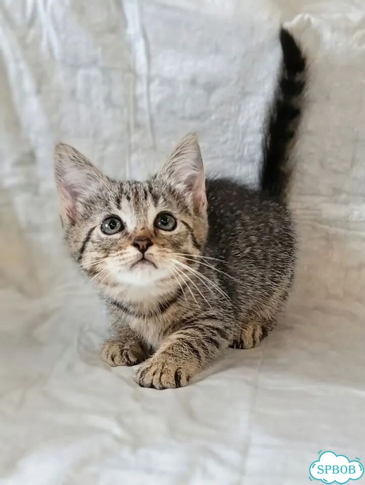 Котёнок в добрые руки фото 2